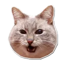 😺