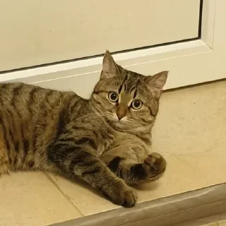 🐈