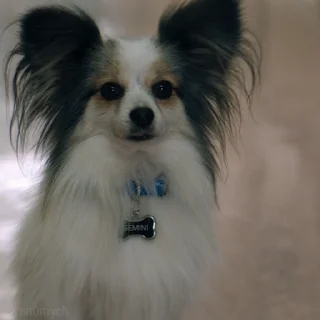 🐶