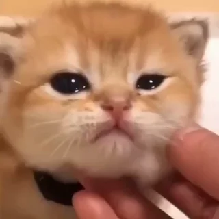 🐈‍⬛