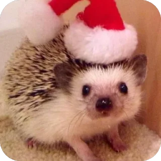 🎅