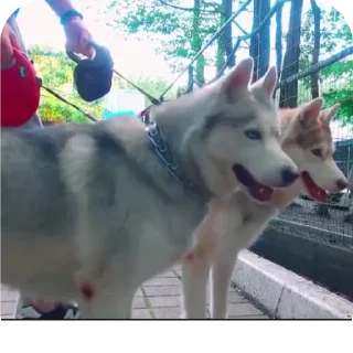 👍