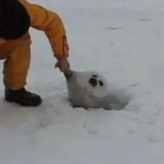 🦭