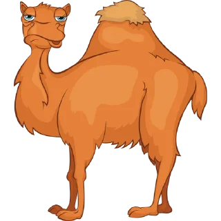 🐪