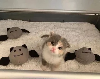 🐱
