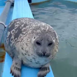🦭