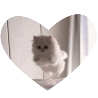😺