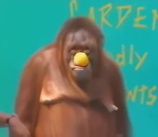 🤹