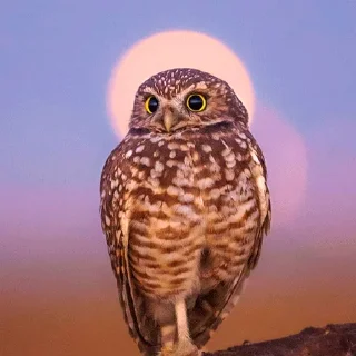 😇