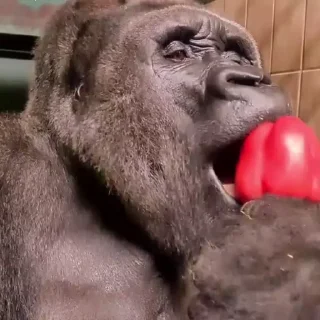 🍽