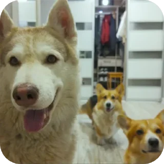 🐶