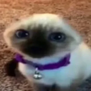 🐱