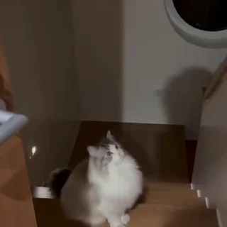 🐈