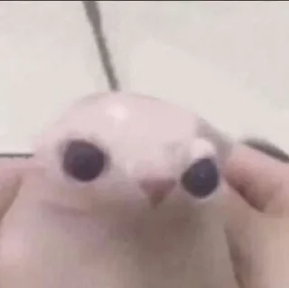 😶