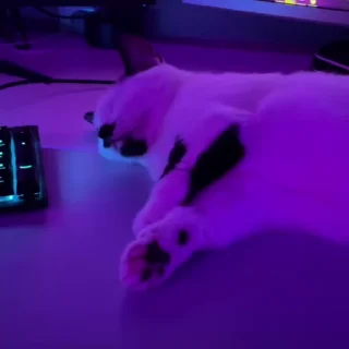 💤