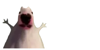 🐈