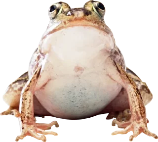 🐸