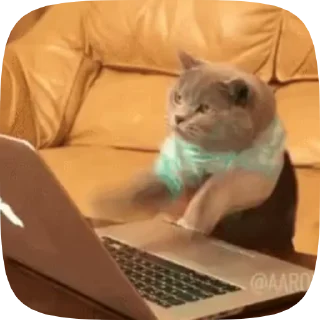 😺
