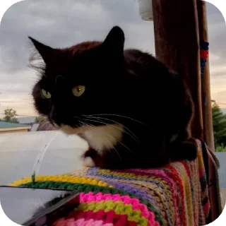 🐱
