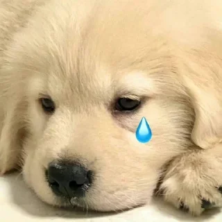🐶