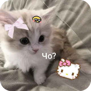 🐱