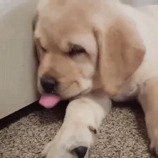 💤