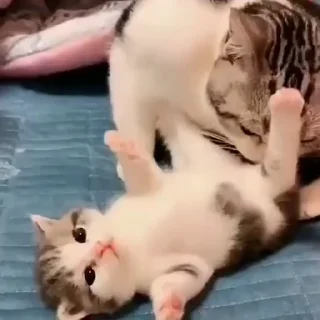 🍼