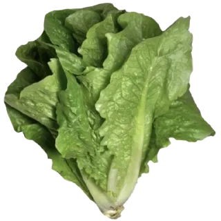 🌱