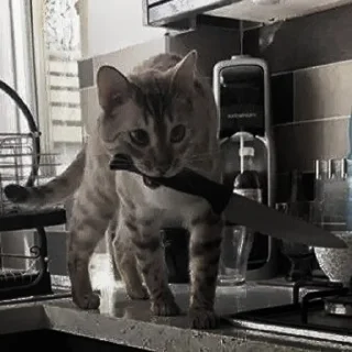 🐈‍⬛