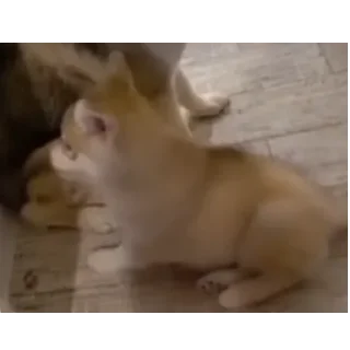👍