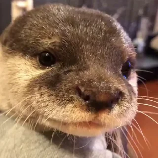 👃