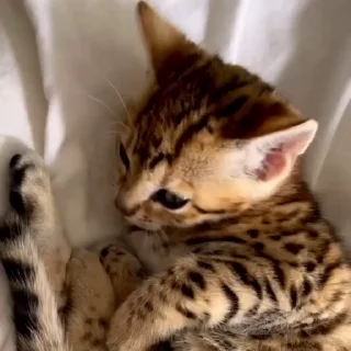 🤩