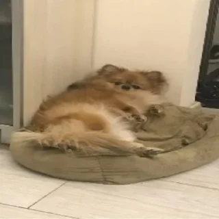 😸