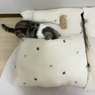 🐈