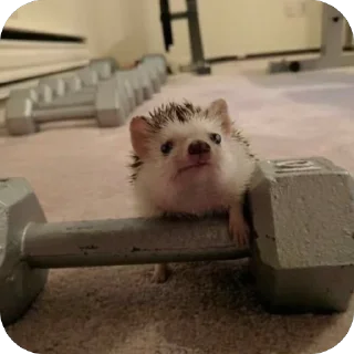 💪