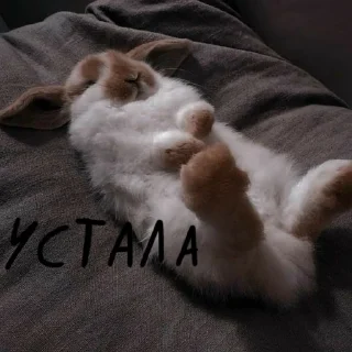 🐰