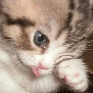 🐱
