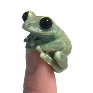 🐸