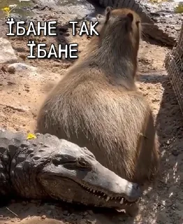 🥱