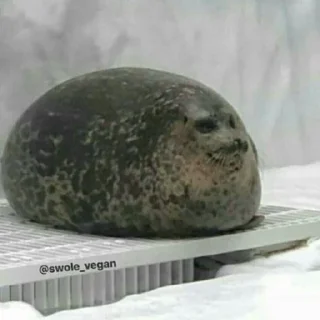 🦭