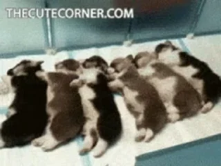 🐶