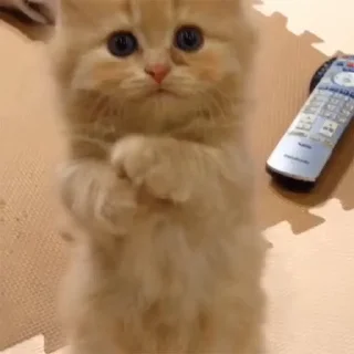 🥺