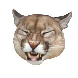 🐱