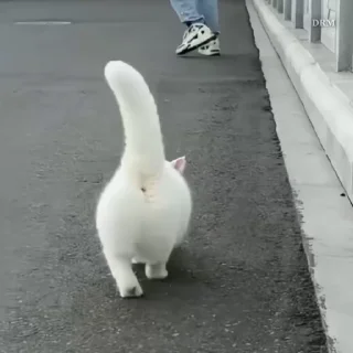 🐾