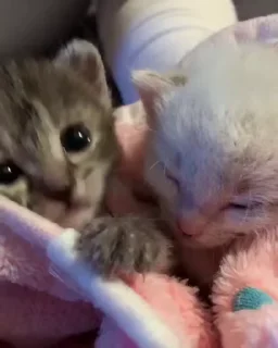 😻