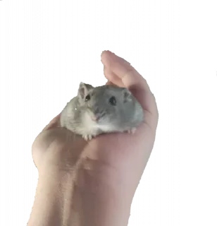 🤚