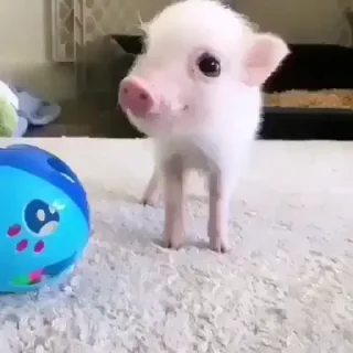 🐷