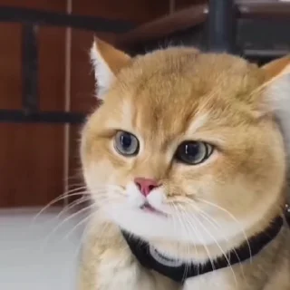 🤩
