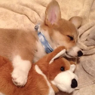🐶