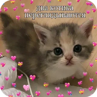 🐱